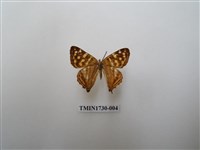 藏品(銀紋尾蜆蝶　中南部亞種)的圖片